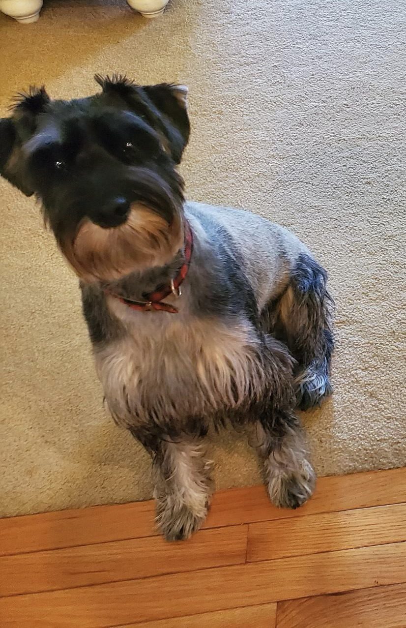 A dog sitting on the floor looking up at the camera.