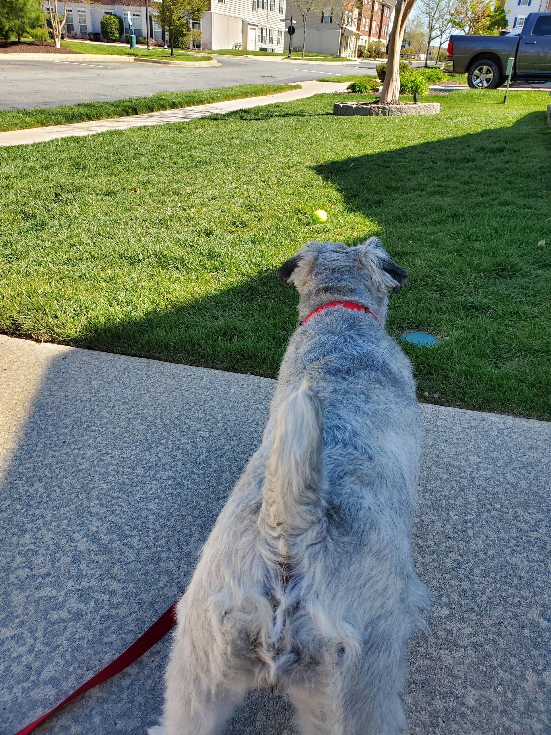 A dog is standing on the sidewalk looking at a ball.