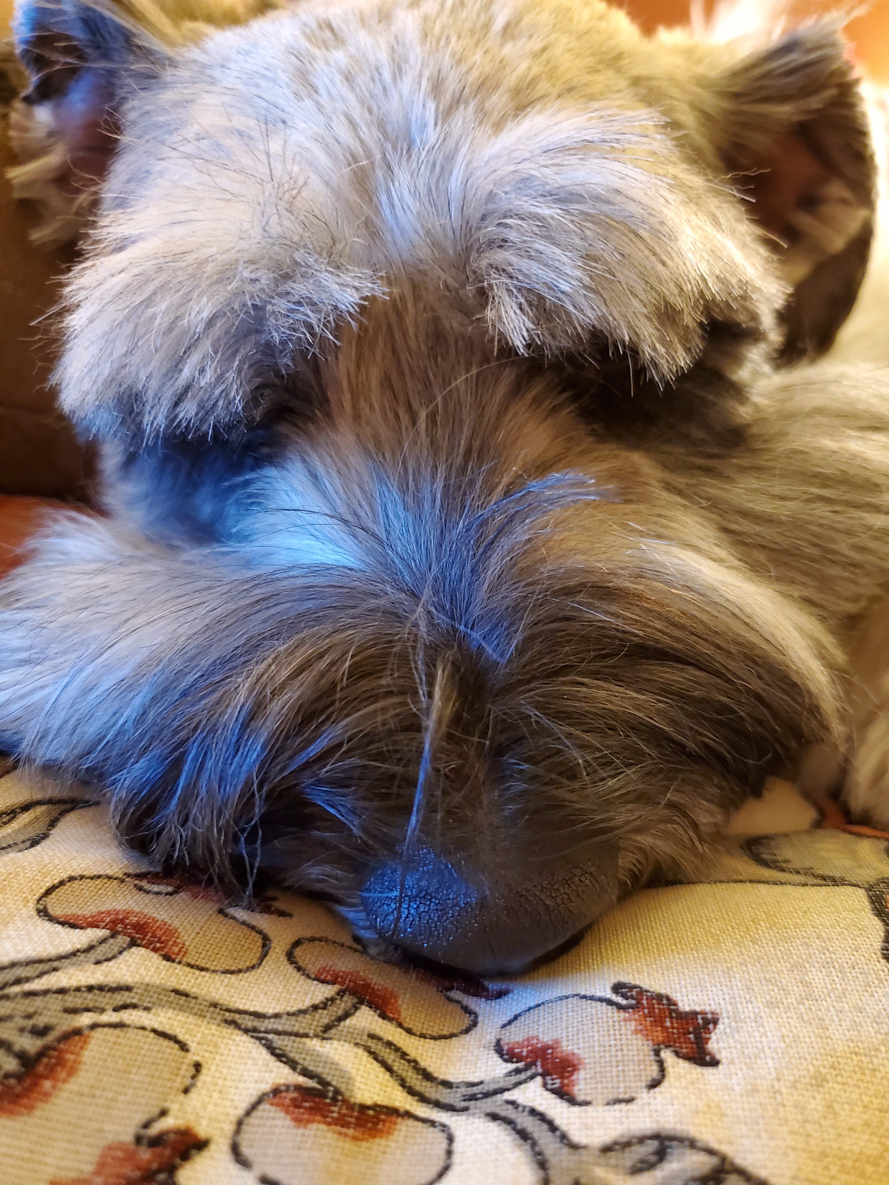 A dog laying on the floor with its head down.