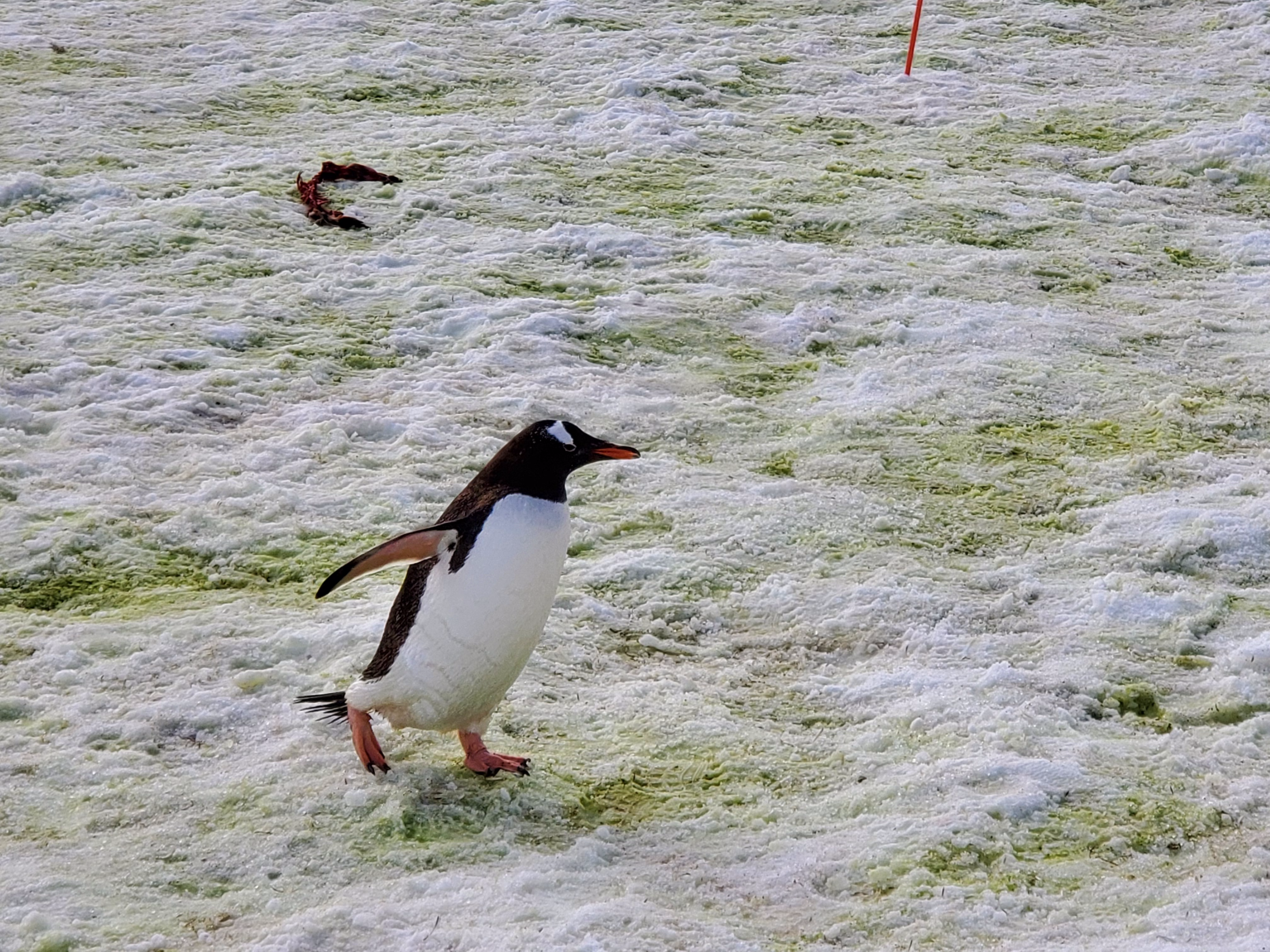 A penguin walking across the snow covered ground.